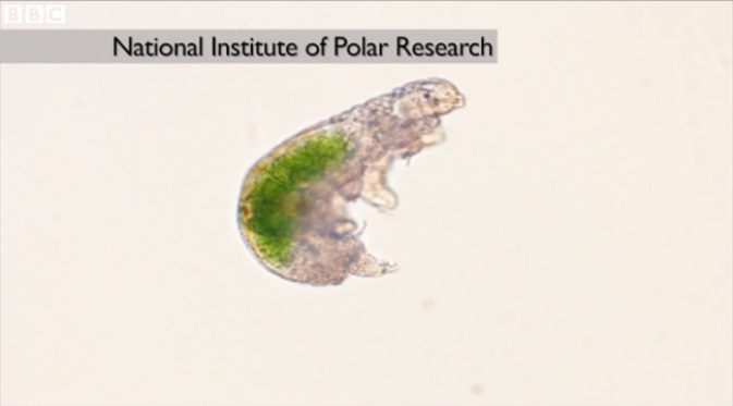 Dua ekor tardigrade yang mampu bertahan hidup setelah terperangkap di es. (foto: BBC)