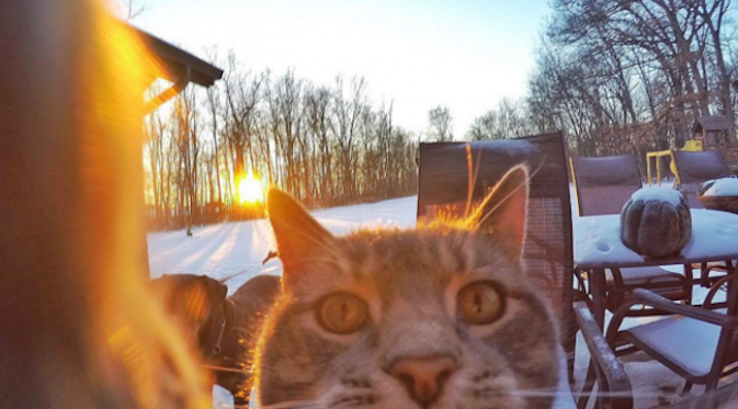 Lucunya selfie yang dilakukan oleh kucing ini. Sumber: Instagram/@yoremahm