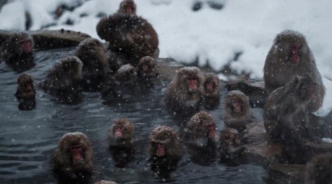 Kawanan monyet salju ketika tengah berendam di sumber air panas di Jigokudani Monkey Park, Prefektur Nagano, Jepang, Senin (18/1). Taman ini memiliki satu kolam air panas buatan manusia yang selalu dikerumuni monyet salju liar. (AFP PHOTO/Yasuyoshi CHIBA)