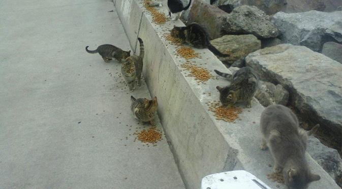 Sungguh perbuatan yang layak diteladani, seorang perempuan di Turki rela mengurus kucing-kucing liar tanpa dibayar.