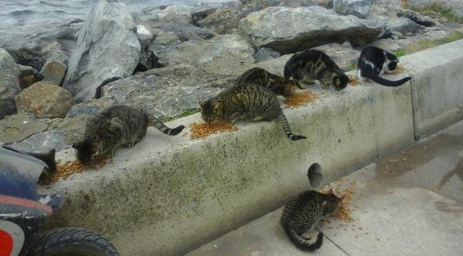 Sungguh perbuatan yang layak diteladani, seorang perempuan di Turki rela mengurus kucing-kucing liar tanpa dibayar.