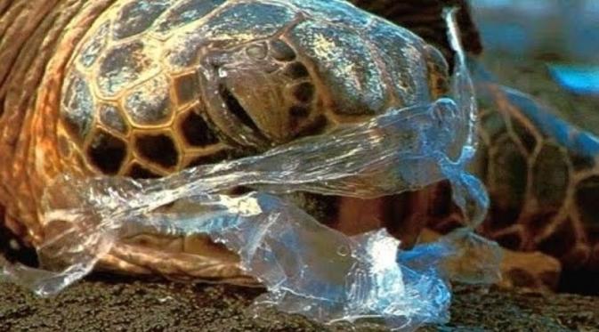 Ngeri, 2050 Di Laut Bakal Dipenuhi Plastik Dibanding Ikan. Kura-kura makan plastik (Reuters)