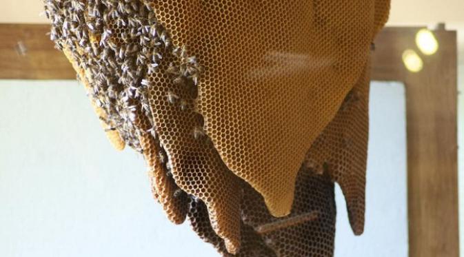 Di museum ini, pengunjung bisa menyaksikan para lebah bekerja dari dekat. (foto: minube.net)