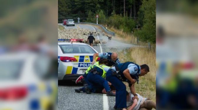 Sekawanan domba yang tengah merumput membantu para polisi Kota Selandia baru meringkus 2 pejahat dalam sebuah aksi pengejaran di Distrik Central Otago.(news.com.au)