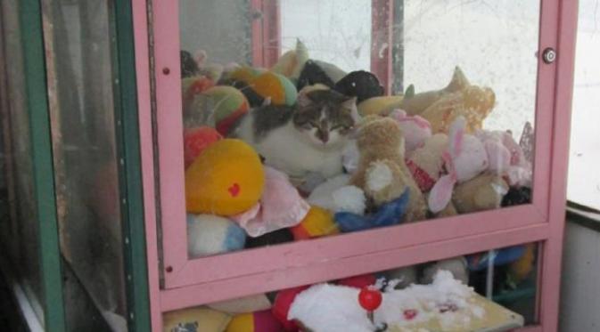 Tak pedulikan orang di sekitar, kucing tampak nyaman dan hangat di dalam vending machine. (News.com.au)