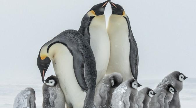 Tak hanya bayi, penguin dewasa pun berpelukan demi menghangatkan tubuh. | via: Gunter Riehle/Solent News