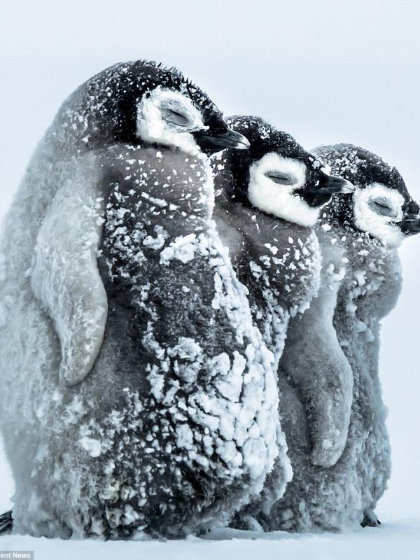 Bayi penguin menutup mata saat badai salju terjadi untuk melindungi penghilatan mereka. | via: Gunter Riehle/Solent News