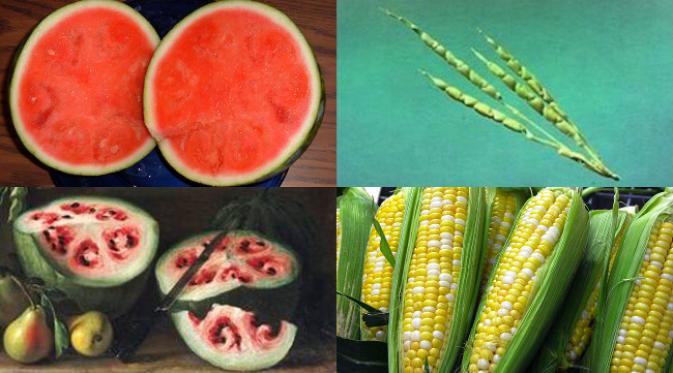 Semangka dan jagung yang Anda nikmati di masa kini tak selalu memiliki rasa dan bentuk seperti sekarang,