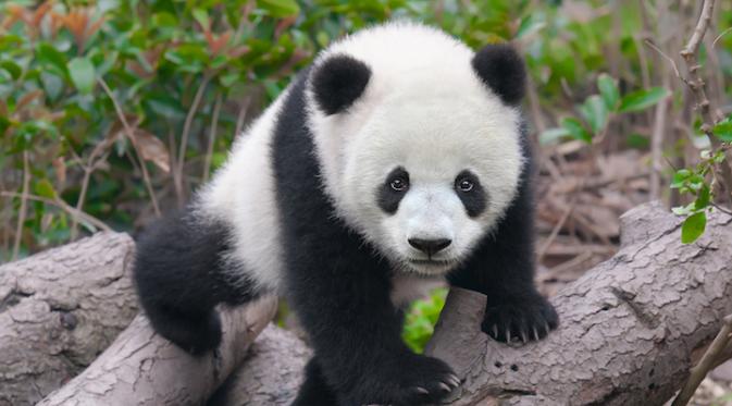 Pemeluk Panda Digaji 32.000 US Dollar Per Tahun. Sumber : mymodernmet.com