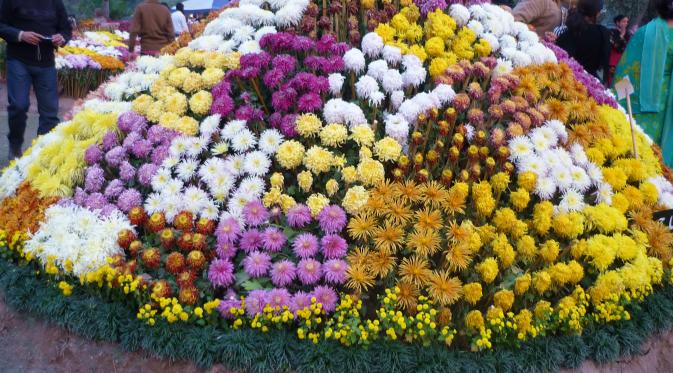 Chrysanthemum. Sumber: Wikipedia