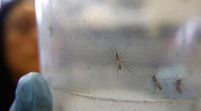 Nyamuk pembawa virus Zika | via: abc13.com
