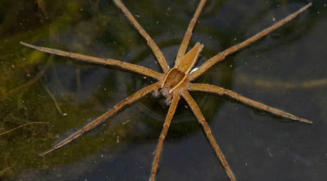 Yang membuatnya istimewa laba-laba ini dapat berjalan di atas air. Tidak hanya itu saja, hewan ini bahkan memiliki kemampuan meluncur, bahkan menyelam.(Oddee.com)