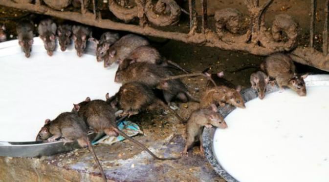 Tikus-tikus di Karni Mata dikenal dengan nama Kabbas yang berarti 'anak kecil'. Mereka rutin diberi makan biji-bijian, susu, dan kelapa dalam sebuah mangkuk logam besar.(BBC.com)