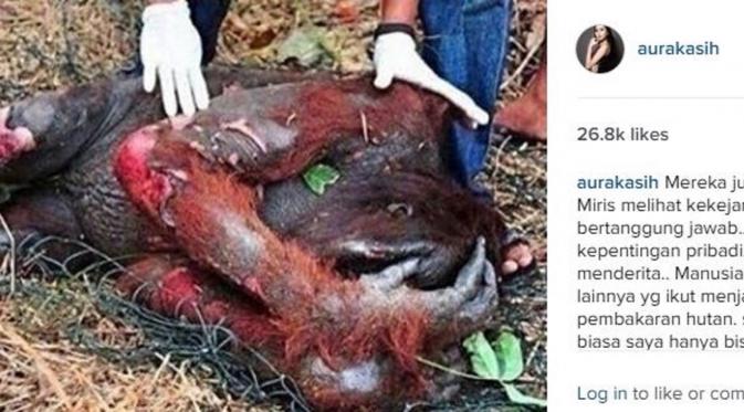 Keprihatinan Aura Kasih atas tewasnya orangutan (Instagram/@aurakasih)