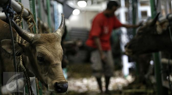 Petugas memeriksa kondisi sapi yang baru saja tiba di Pelabuhan Tanjung Priok Jakarta, Selasa (9/2). Kementerian Pertanian RI mendatangkan sebanyak 500 ekor sapi asal NTT diangkut dengan kapal khusus ternak Camara Nusantara I. (Liputan6.com/Faizal Fanani)
