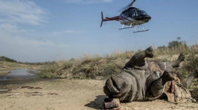 Keberadaan satwa badak yang berada di ambang kepunahan akibat ulah para pemburu mendapat perhatian pula dari masyarakat setempat.(BBC.com)