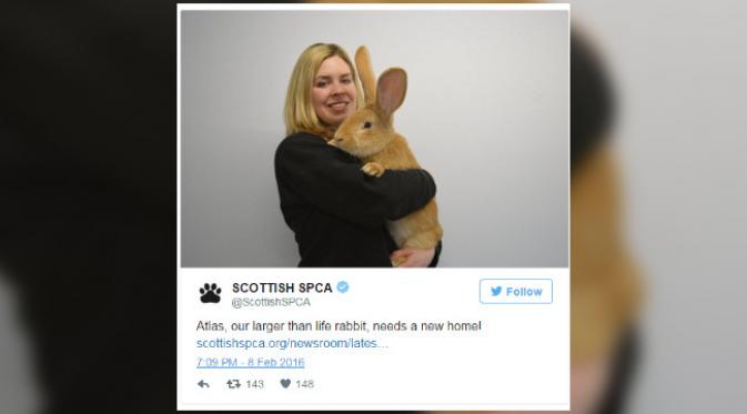Atlas si kelinci raksasa kini mencari pemilik baru yang bersedia menampungnya. (Twitter/Scottish SPCA)