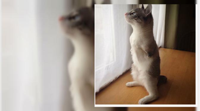 Roux, seekor kucing yang lahir tanpa kaki di bagian depan tubuhnya.(Instagram Roux)
