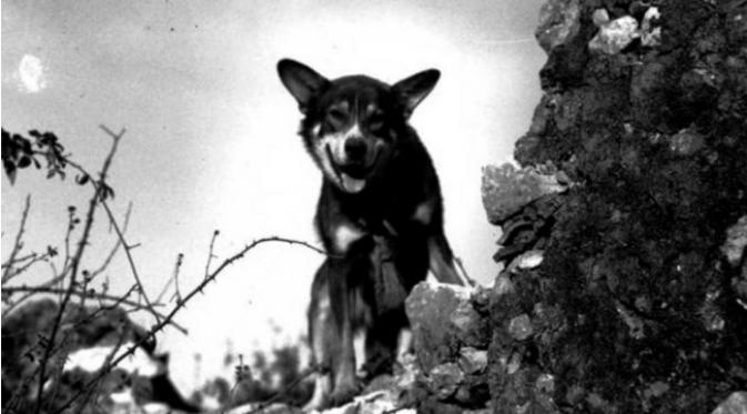 Seekor anjing campuran berbagai ras menjadi anjing yang kerap berdinas dalam pertempuran semasa Perang Dunia II.