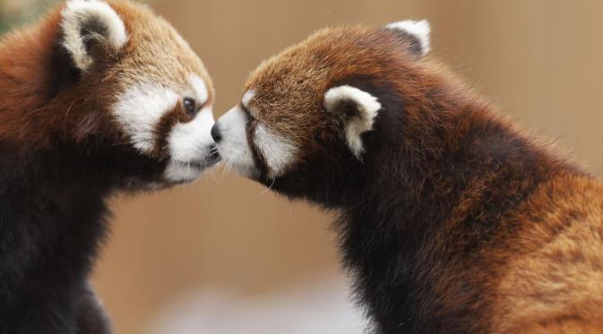 Panda Merah. (Via: boredpanda.com)