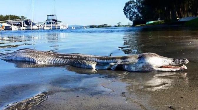 Monster Mengerikan Ditemukan Mati di Bibir Danau (news.com.au)