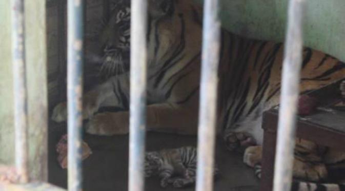 Bayi harimau sumatera lahir di kebun binatang di Medan, Sumut (Liputan6.com/ Reza Perdana)