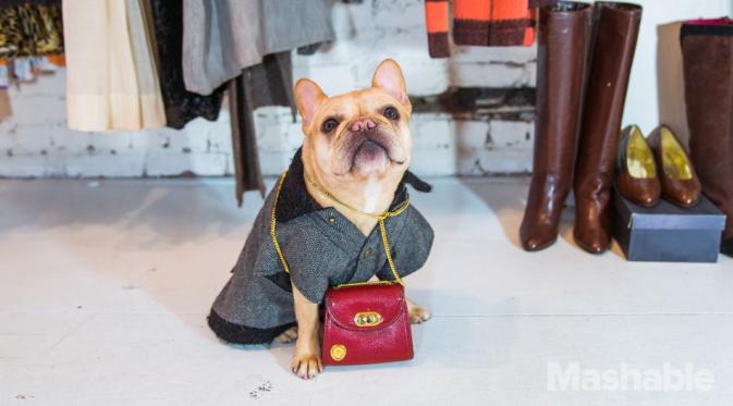 New York Fashion Week : Luella, Anjing Ikon Fashion. Sumber : mashable.com