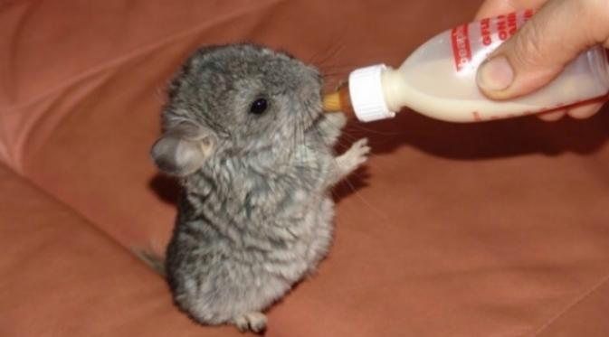 Chinchillas adalah hewan pengerat, sama seperti tikus. Namun karena bentuknya yang mungil,lucu, dan unik membuat hewan sangat mirip dengan hamster.(Msn.com)