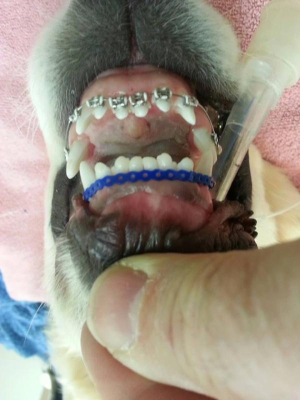 Kawat gigi pada anjing hanya dipasang beberapa minggu saja. (Via: facebook.com/Harborfront-Hospital-for-Animals)