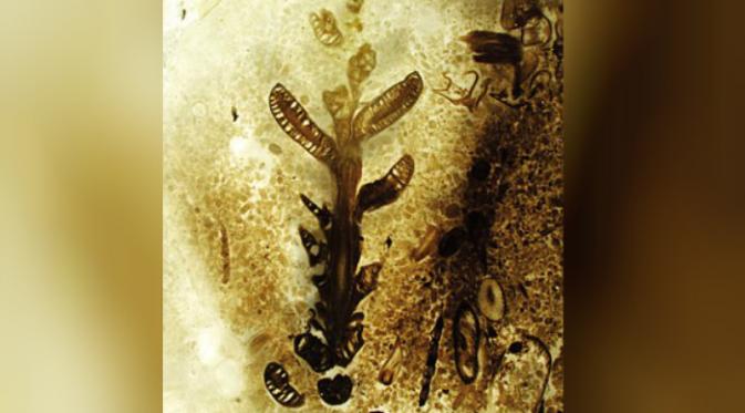 Fosil tumbuhan yang ditemukan (Foto: Ameghiniana).