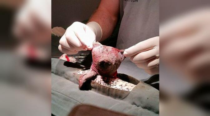 Boneka Teddy Bear yang berhasil dikeluarkan saat operasi (Foto: Facebook Reptile Relocation and Awareness).