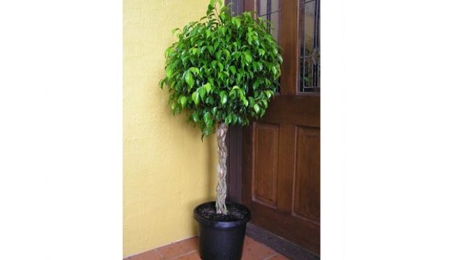 Ficus Benjamina (sumber. brightside.me)
