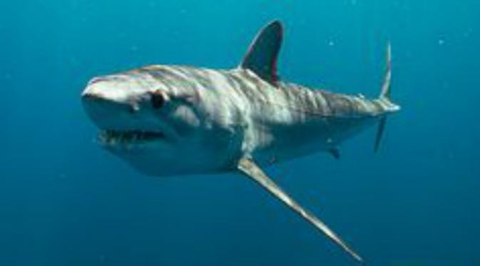 Bigeye threser atau yang dikenal dengan nama latin Alopias superciliosus, adalah salah satu jenis hiu terbesar di dunia. (