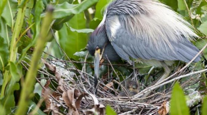Burung Heron tiga warna dan anaknya yang berumur dua hari di Everglades, Florida (Nicholas E. Vitalle/Univeristy of Florida). 