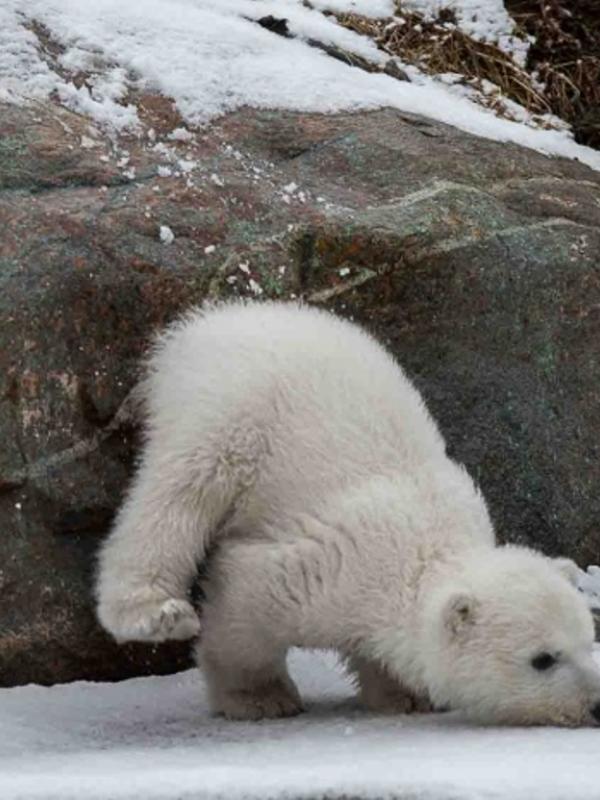 Berkenalan dengan Juno, Bayi Beruang Kutub yang Imut dan Lucu | via: cbc.ca