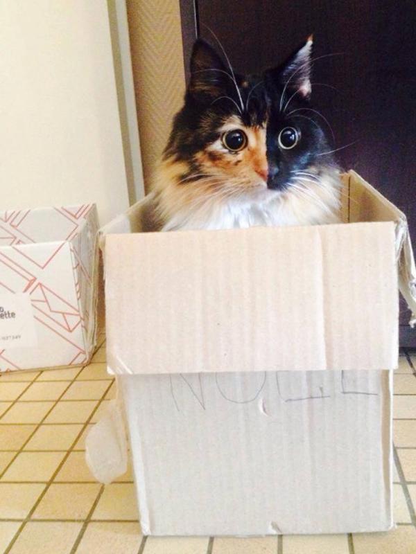 Meski Jasmine buta, bagi Coudray, kucingnya tetap sempurna seperti kucing lainnya. (Via: Boredpanda.com)