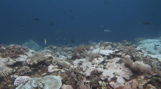 Terumbu karang di Bulukumba mendadak putih setelah air laut memanas (Liputan6.com/Eka Hakim)