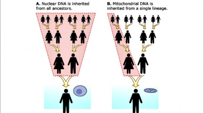 Berbeda dengan DNA biasa, DNA mitokondria diturunkan hanya menurut garis keturunan ibu. (Sumber quora.com) 