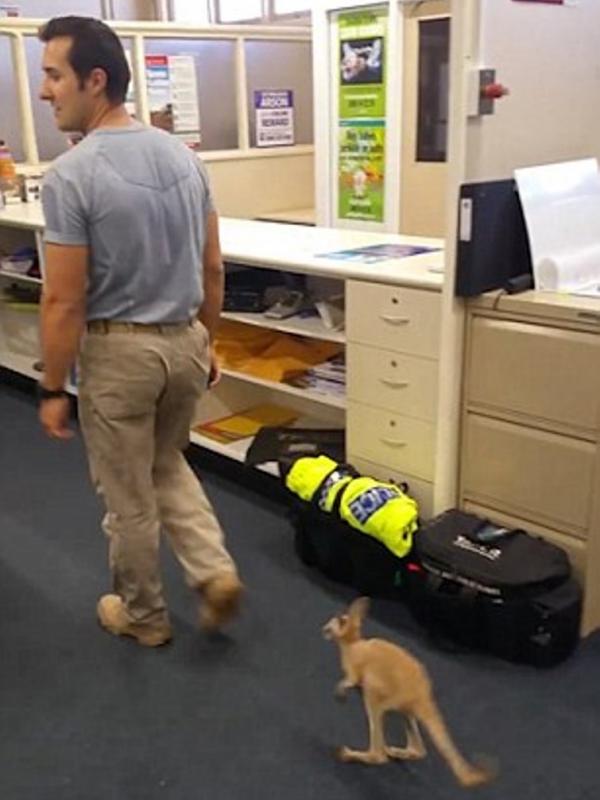 Cuejo si kanguru mengikuti ke mana pun Constable Scott Mason pergi. (Daily Mail)