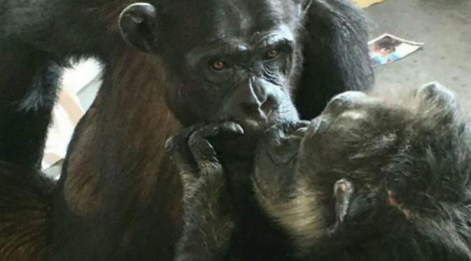 Setelah kesepian selama 18, simpanse bernama Terry akhirnya diperkenalkan kepada seekor simpanse lain dan ia sangat bahagia. (Sumber Save the Chimps, Inc.)