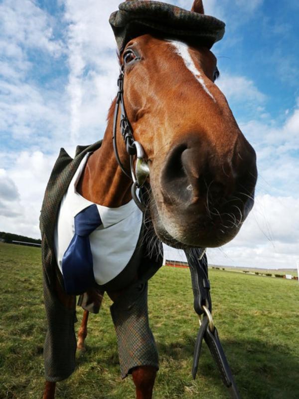 Kuda pacuan gagah ini bernama Morestead. Kuda aja bisa 'cool' abis ya!! (via: buzzfeed.com)
