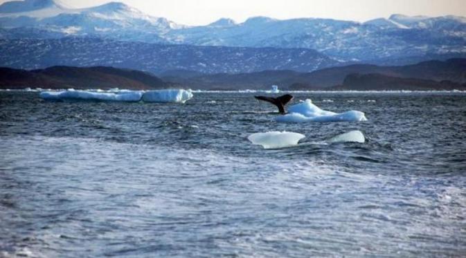 Selama dua bulan, arktik mencapai titik es terendahnya (Foto: Reuters).