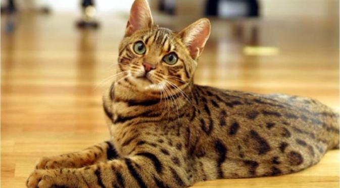 Karena kelucuannya, gak salah memang kucing selalu jadi hewan peliharaan banyak orang.(via: animalsadda.com)