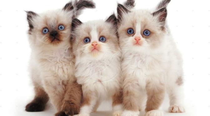 13 Ras Kucing Paling Menggemaskan, Kamu Mau Pelihara yang Mana? - Lifestyle  Fimela.com