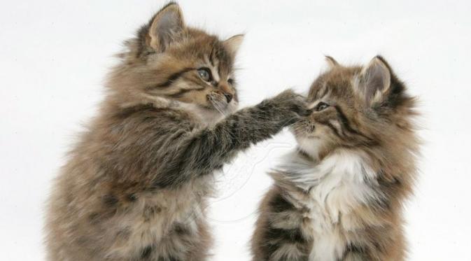 Karena kelucuannya, gak salah memang kucing selalu jadi hewan peliharaan banyak orang.(via: wallpapercave.com)