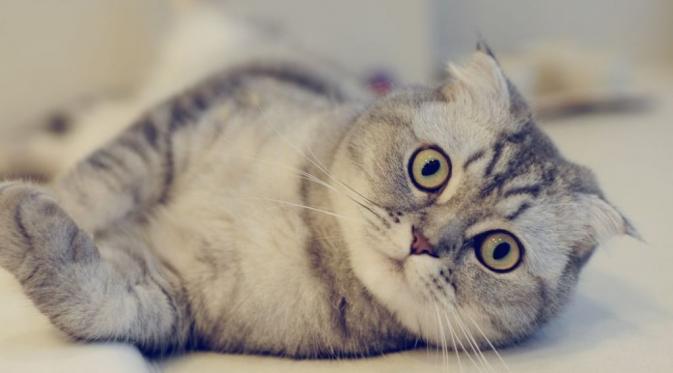 Karena kelucuannya, gak salah memang kucing selalu jadi hewan peliharaan banyak orang.(via: zastavki.com)