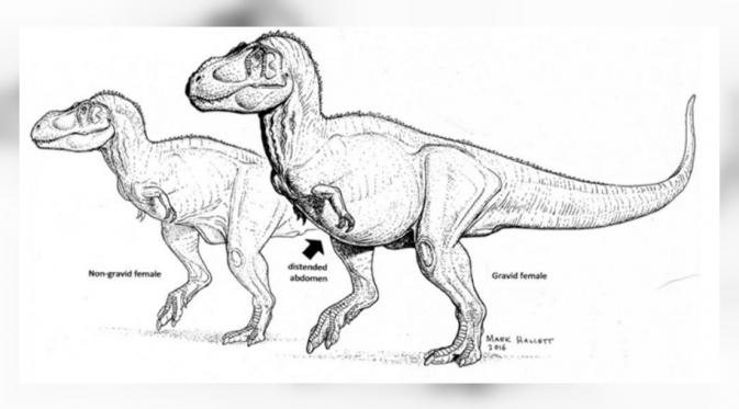 Ilustrasi T-rex yang sedang hamil (Foto: Mark Hallett/Wahington Post).