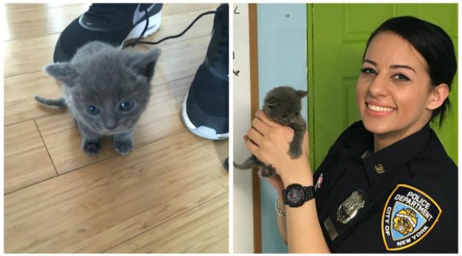 Polisi menemukan setidaknya ada 7 anak kucing yang ditemukan ditinggalkan di dalam koper. (Sumber akun Twitter @NYPD90Pct)