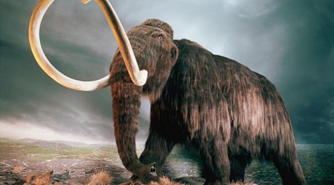 Replika mammoth berbulu yang diduga menjadi santapan manusia Neanderthal. (Sumber The Guardian)