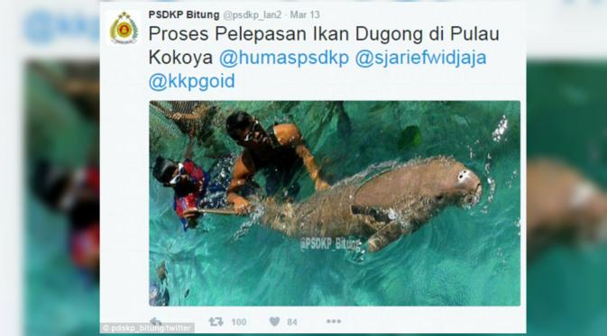 Kicauan Menteri Kelautan dan Perikanan Indonseia pelepasan duyung. (dailymail)